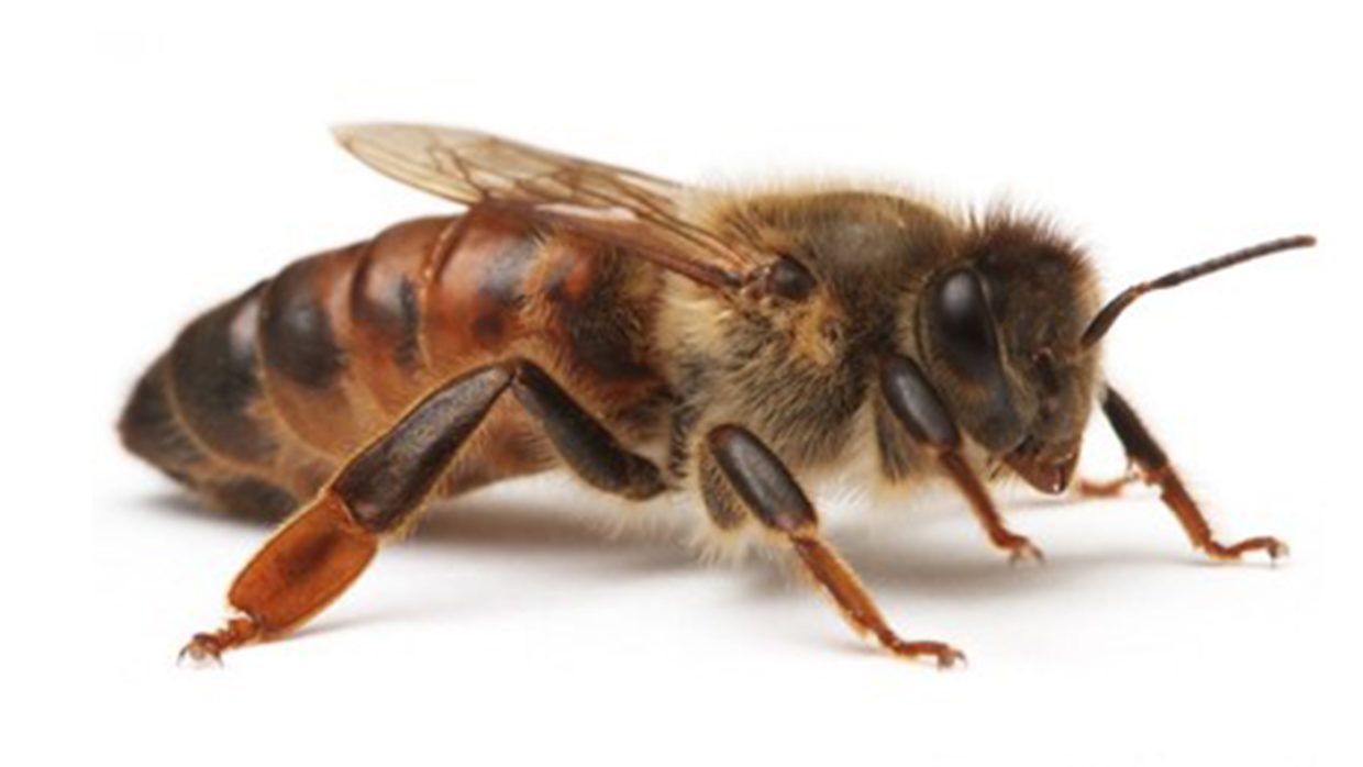 Pszczoła Buckfast
